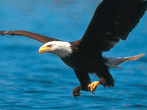 segmentation-eagle